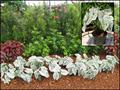 Caladium candidum